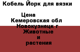 Кобель Йорк для вязки › Цена ­ 4 000 - Кемеровская обл., Новокузнецк г. Животные и растения » Собаки   